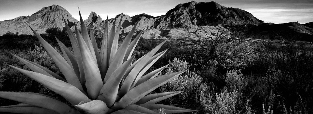 Agave